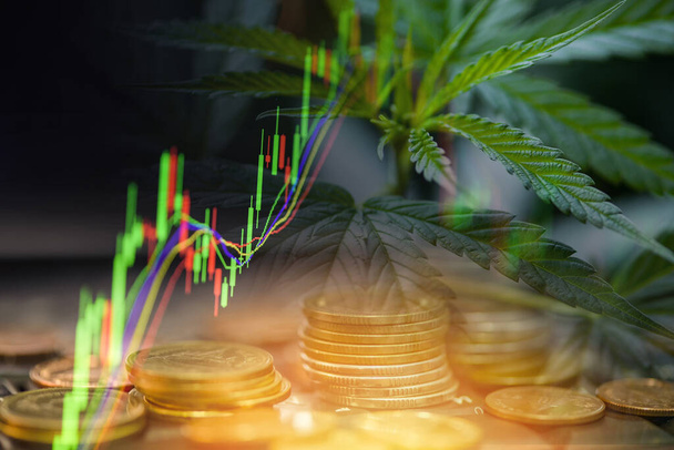 Cannabis business with marijuana leaves and stock graph charts on stock market exchange trading analysis investment, Commercial cannabis medicine money higher value finance and trade profit up trends - Photo, Image