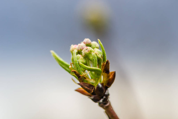 Junge Birnenknospen, vor der Blüte im Frühling. - Foto, Bild