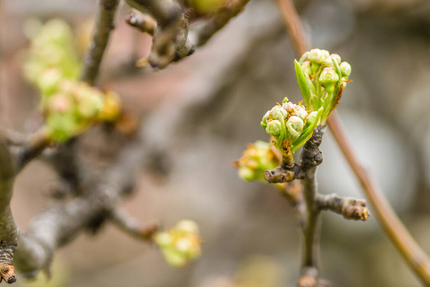 Молодые грушевые почки, перед цветением весной. - Фото, изображение