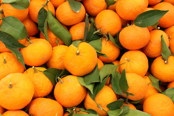 Harvest of mandarins varieties clementines - Photo, Image