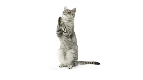kočka tleskaj tlap, žádají o svačinu - Záběry, video