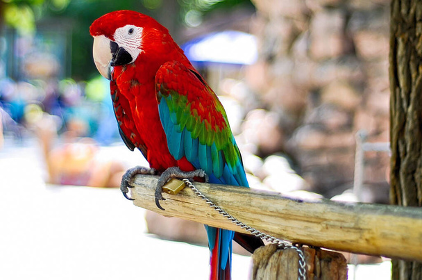 вид крупним планом красивий барвистий папуга в парку
 - Фото, зображення