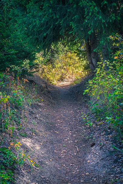 深い針葉樹林の道を歩く美しい風景 - 写真・画像