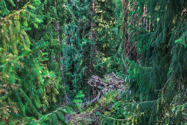 beau paysage avec des arbres d'épaisse forêt de conifères - Photo, image