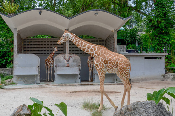 view of giraffes in the zoo aviary - Photo, Image