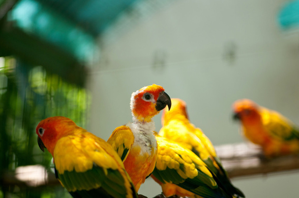 Colourful parrot bird sitting on the perch - Zdjęcie, obraz