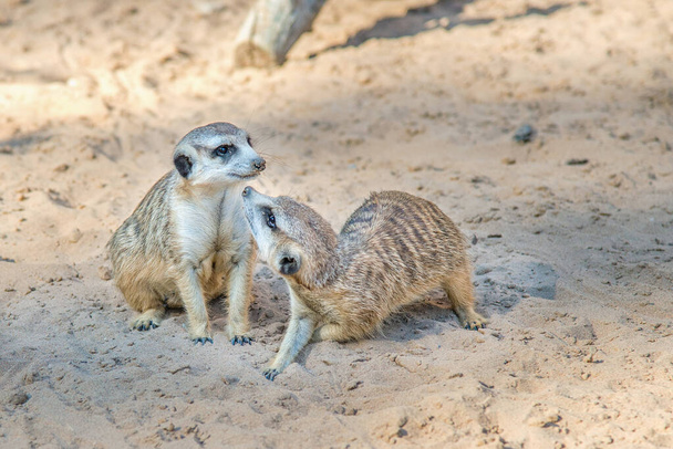 close-up uitzicht van schattig meerkat suricates - Foto, afbeelding