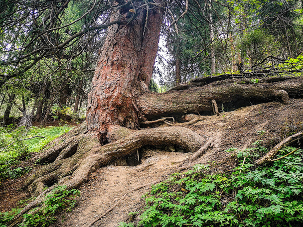 kilátás a gyökerek egy fa az erdőben - Fotó, kép