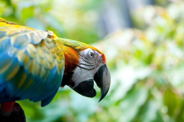 Oiseau perroquet coloré assis sur la perche - Photo, image