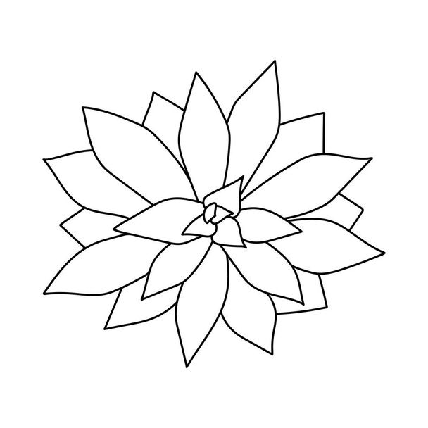 Χέρι που χαριτωμένο παχύσαρκο σε στυλ doodle. γραφικό σκίτσο σπίτι λουλούδι Echeveria serrana. Εικονογράφηση διανύσματος, μεμονωμένα στοιχεία σε λευκό φόντο. - Διάνυσμα, εικόνα