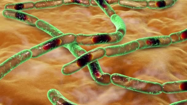 Batteri Bacillus anthracis, l'agente causale della malattia dell'antrace, animazione 3D. - Filmati, video