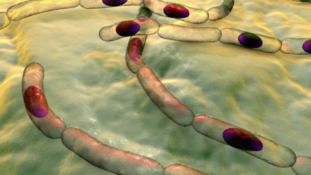 Bacteriën Bacillus anthracis, de veroorzaker van antrax ziekte, 3D animatie. - Video