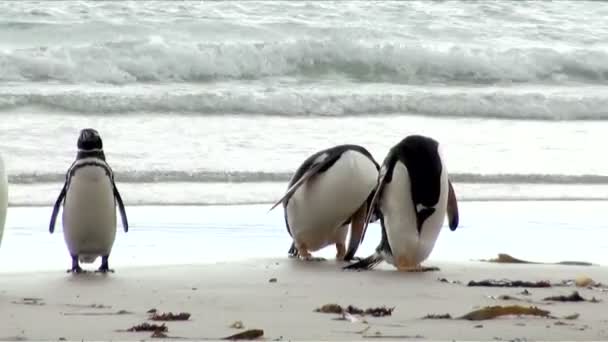 Tučňáci - Magellan a Gentoo - Záběry, video