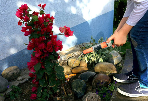 Niño regando plantas en el jardín. Las manos de los niños regando una planta joven. Adorables plantas de riego para niños pequeños. - Foto, imagen