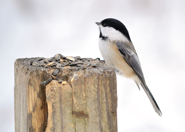 A black-capped chickadee perched on a post. - Photo, image