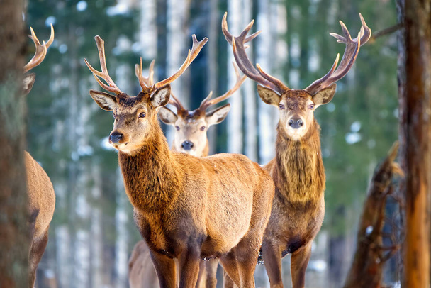 冬の森の中の赤い鹿のカメラを探している。野生動物、自然保護。寒い冬の日にセルヴォス・エラファス - 写真・画像