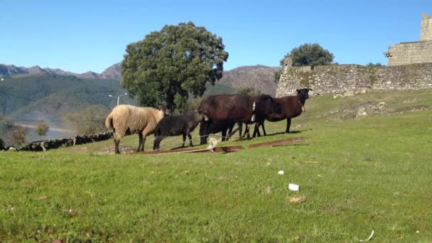 Вівці на зеленому лузі
 - Кадри, відео