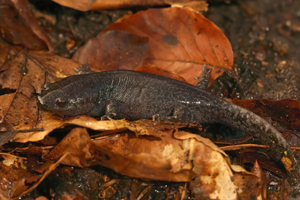 Closeup on a juvenile Mole salamander, Ambystoma talpoideum in fallen autumn leafs - Photo, Image