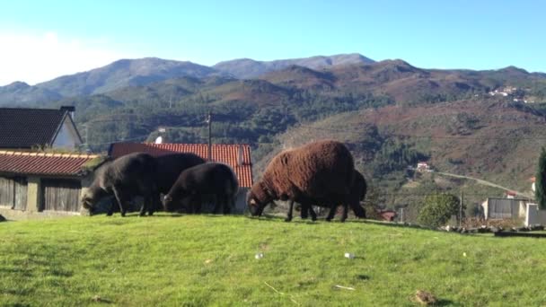 ovelhas em um prado verde - Filmagem, Vídeo