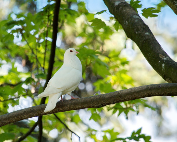 Ağaçtaki güvercin - Fotoğraf, Görsel