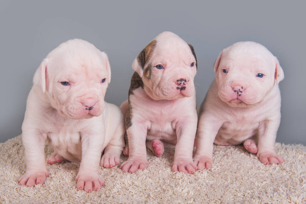Három vicces amerikai Bulldog kölykök kutyák szürke háttér - Fotó, kép