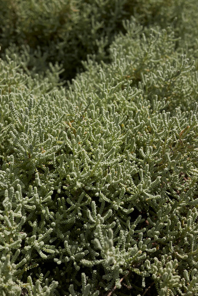 silver foliage of Santolina chamaecyparissus plant - Photo, Image