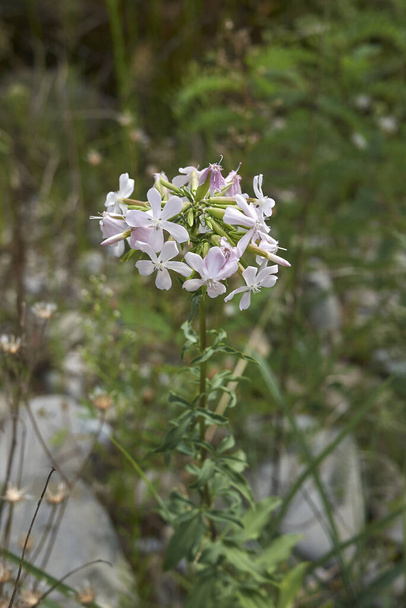 světle růžová květenství rostliny Saponaria officinalis - Fotografie, Obrázek