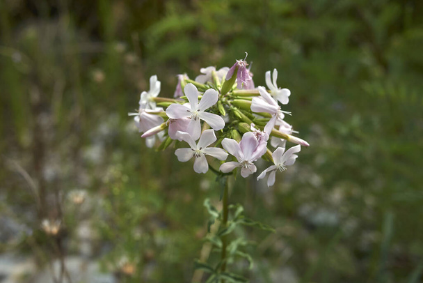 pale pink inflorescence of Saponaria officinalis plant - Photo, Image