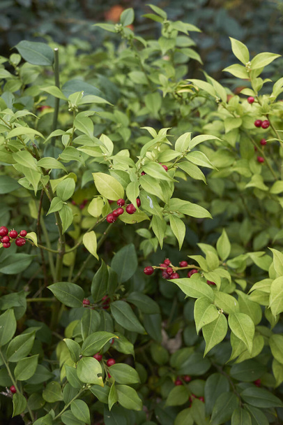 rode vruchten van Sarcococca ruscifolia struik - Foto, afbeelding