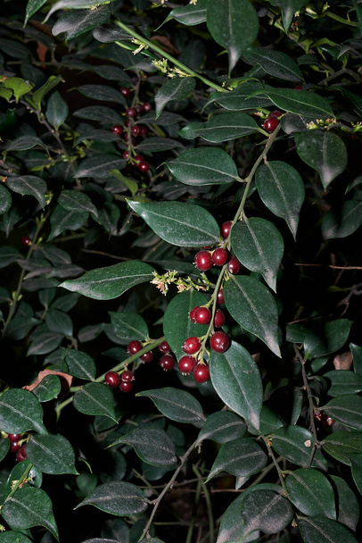 red fruit of Sarcococca ruscifolia shrub - Photo, Image