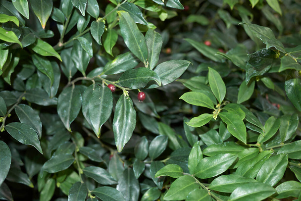 red fruit of Sarcococca ruscifolia plant  - Photo, Image