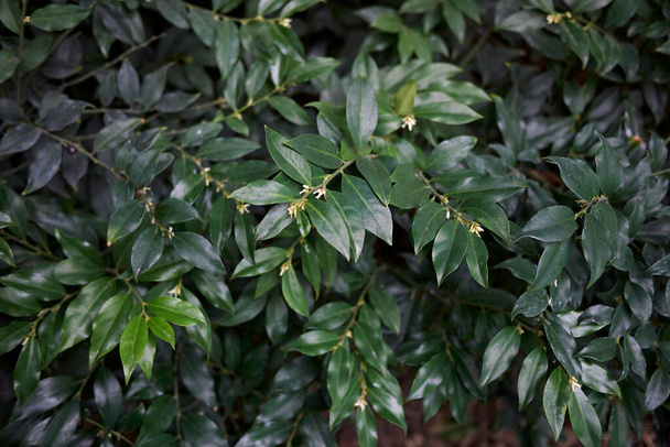  пышная фоллиация растения Sarcococca humilis - Фото, изображение
