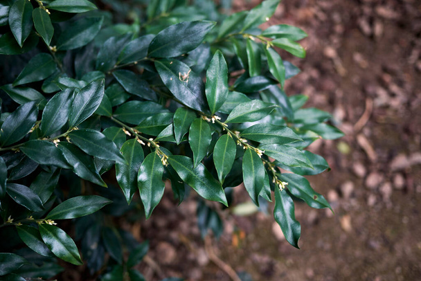  exuberante follaje de planta de Sarcococca humilis - Foto, imagen