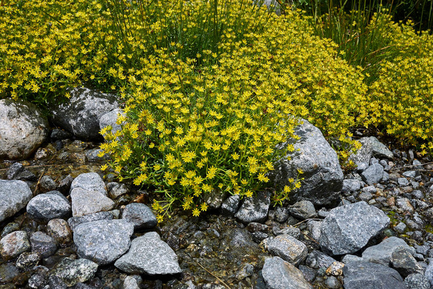 flores amarelas de Saxifraga aizoides planta - Foto, Imagem