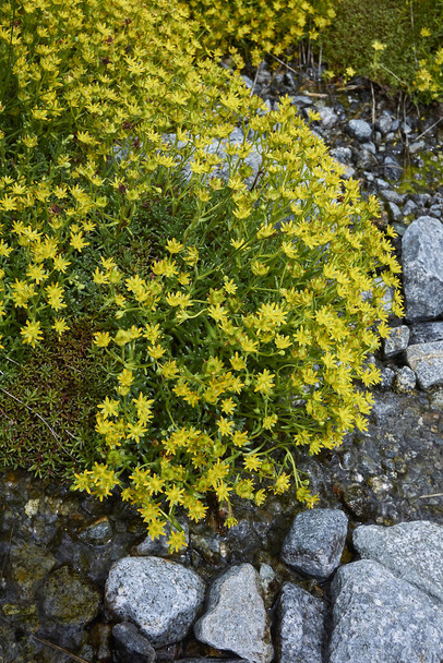 Saxifraga aizoides kasvin keltaiset kukat - Valokuva, kuva
