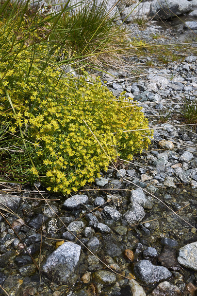 Saxifraga aizoides yellow flowers - Photo, Image