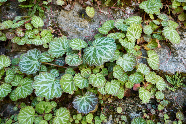 textured leaves of Saxifraga stolonifera plant - Photo, Image