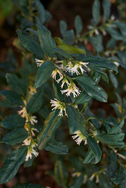 Sarcocca hookeriana shrub in bloom - Фото, изображение