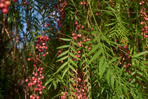 червоні плоди дерева молюсків Шіна
 - Фото, зображення