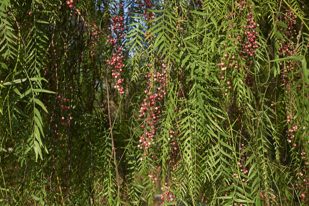 червоні плоди дерева молюсків Шіна
  - Фото, зображення