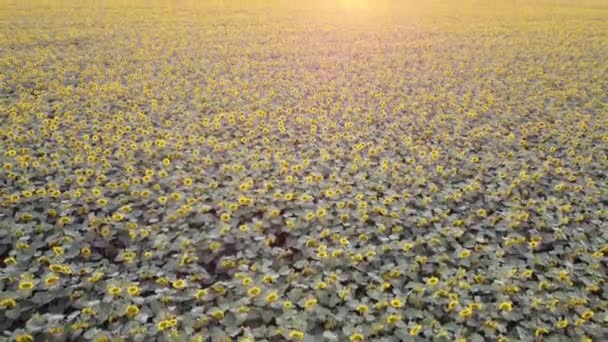 Plantages met bloeiende zonnebloemen in het veld. Plots landbouw. Omhoog naar de lucht, bovenaanzicht - Video