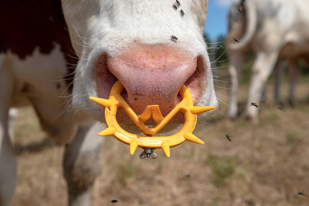 Nariz rosada de una vaca con aro en la nariz, un anillo de destete de ternera inconformista de plástico amarillo brillante. - Foto, imagen