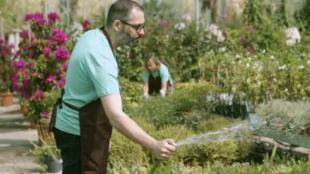 Флорист-теплица поливает растения из шланга - Кадры, видео