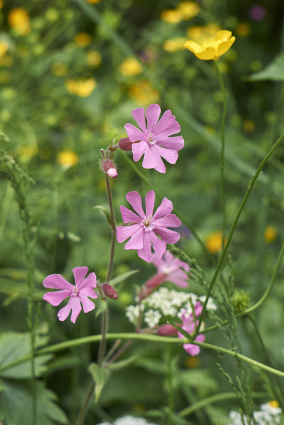 pink inflorescence of Silene dioica plant - Photo, Image