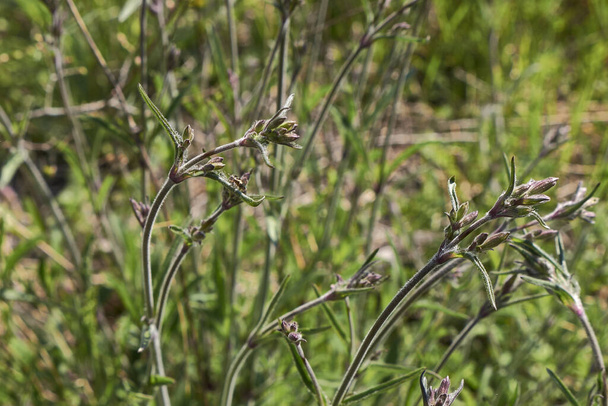 Silene italica in bloei - Foto, afbeelding