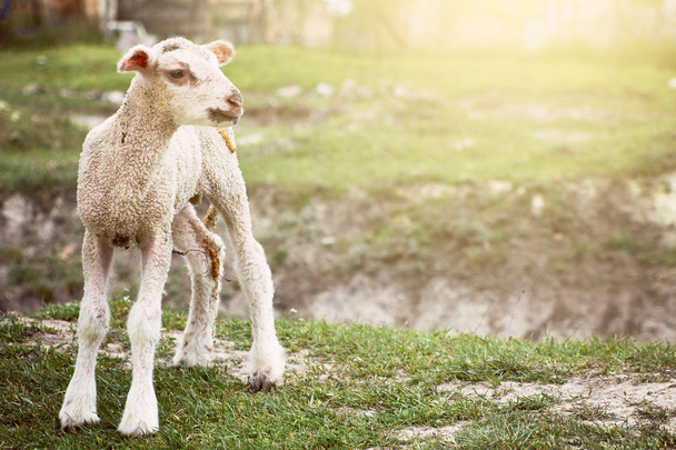 赤ちゃん羊 - 写真・画像