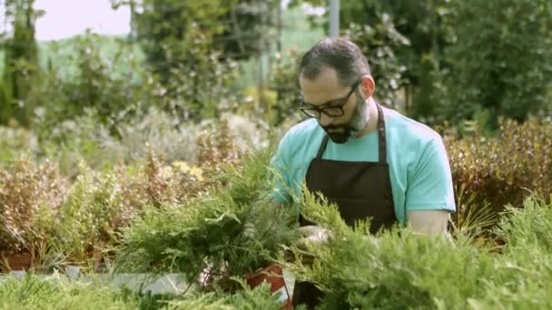 Jardineiro hispânico masculino examinando zimbros em vasos - Filmagem, Vídeo