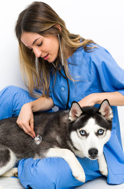 Veterinární lékař na veterinární klinice se Sibiřským husky psem - Fotografie, Obrázek