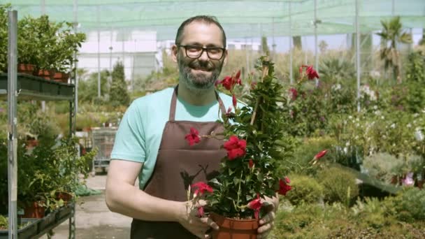 Heureux fleuriste latin mâle tenant plante à fleurs en pot - Séquence, vidéo