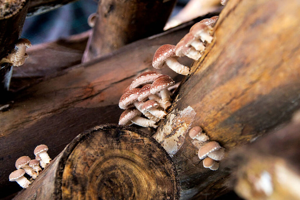 Shiitake-Pilze wachsen auf Holzstämmen. Dies ist eine landwirtschaftliche Produktionstechnologie für Bio-Shiitake-Pilze - Foto, Bild